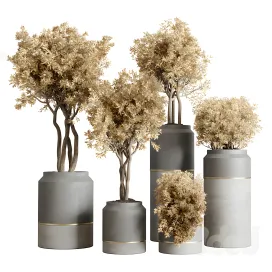 Collection autumn leaves indoor plant